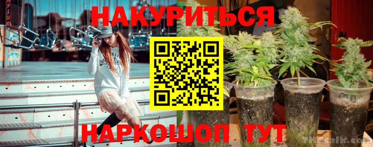 Бошки Шишки планчик Курчалой